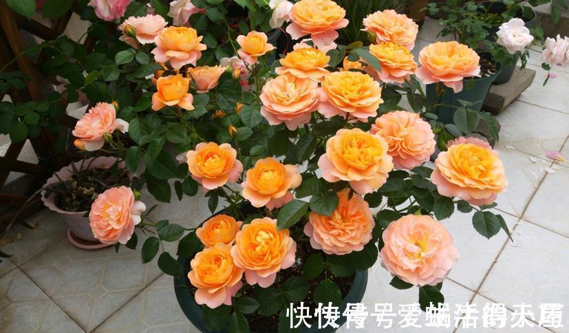 蚧壳虫|养月季,不用怕蚧壳虫、红蜘蛛、蚜虫,这么一处理问题全解决了