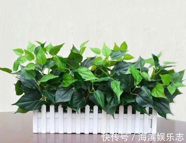 养吊兰绿萝，别光浇自来水，浇点自制“薄肥水”，一个月就爆盆