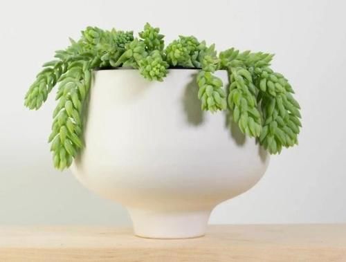  叶子|多肉玉缀怎么养？掌握“4点”，一簇簇的叶子将长得又密又粉嫩