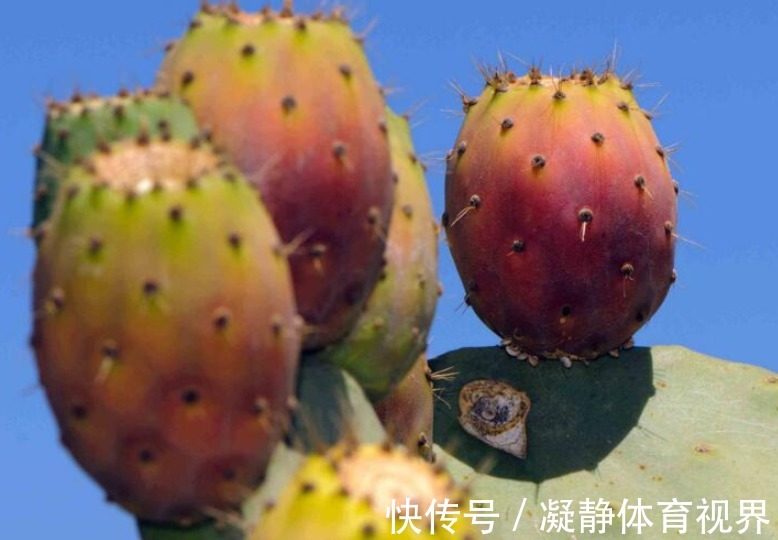 仙人掌果|女性到了中年，常吃3种食物，健脾养胃，促进消化，排毒清肠