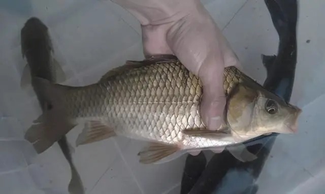 鲫鱼|冬钓鲫鱼爆护钓法,老钓友用了30年,今天无私分享!