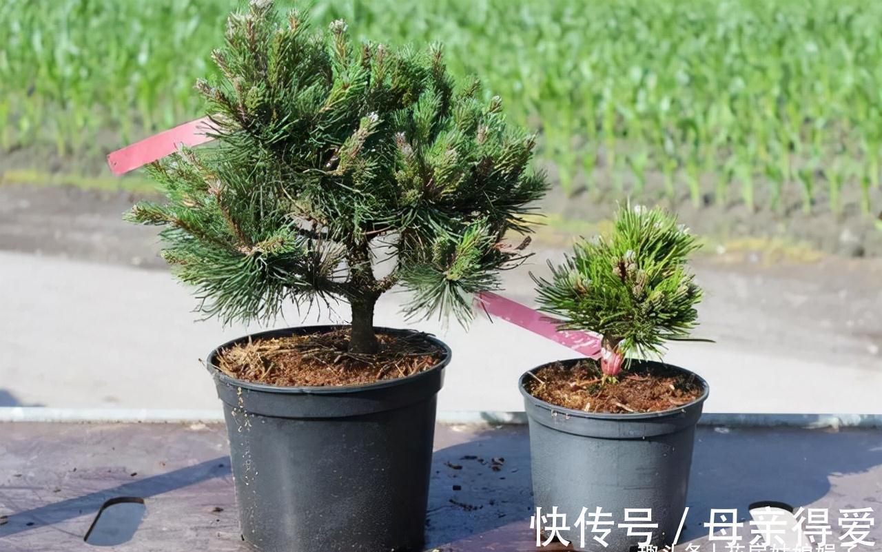 养花重在养根,养好根系要让盆土达到理想状态,关键是要配合平衡