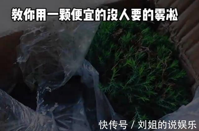 没人要的花,变身百元不换的盆景,简单三步搞定