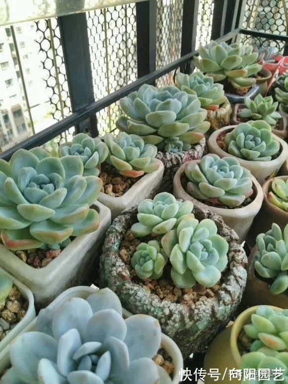?开春养多肉,你准备好了吗?学会“懒养法”,肉肉养不死