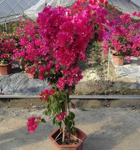 “三角梅”花朵越来越少,用上“一点小东西”,能开到“上千朵”