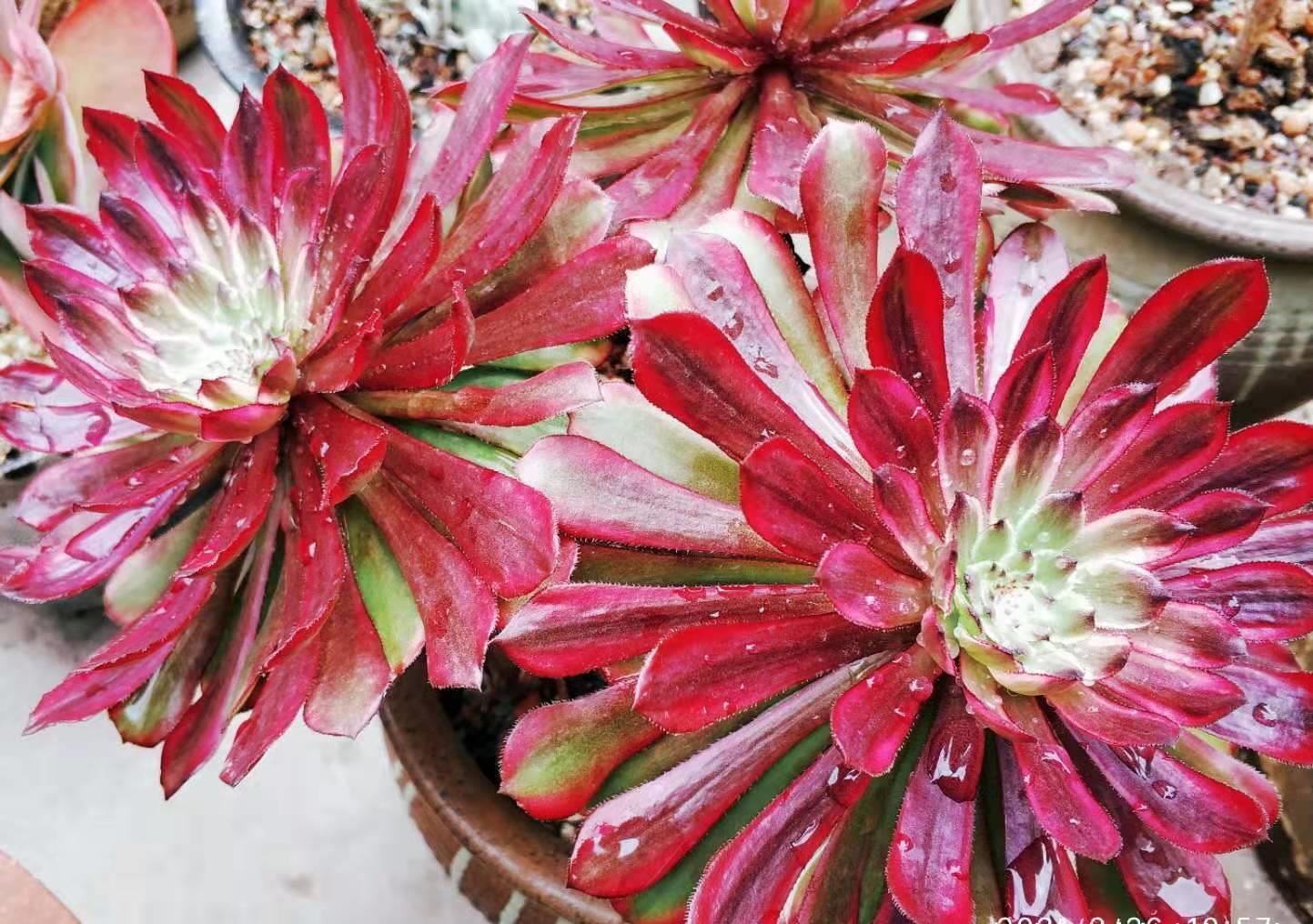 春天养法师多肉应该怎样浇水?可以直接给它们浸盆吗?