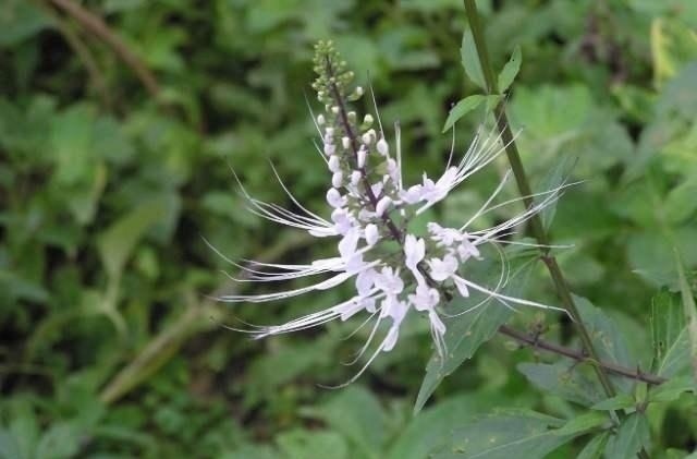 叶片|这东西,路边常见,俗称“肾草”,价值珍贵却被当野草对待,可惜