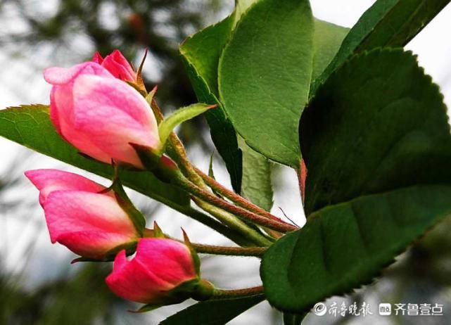 春天最适合赏花啦！临沂郯城一大棚里海棠花开艳丽多姿