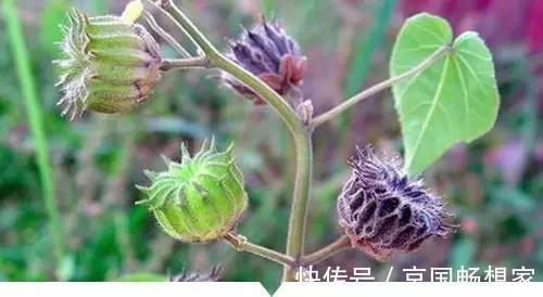 熟地黄|小时候常见却叫不出名字的植物,太全了