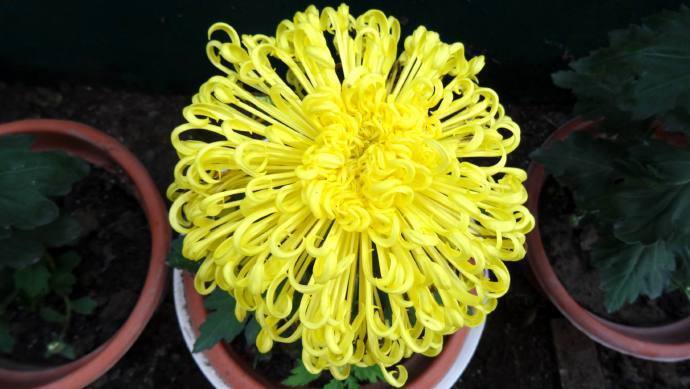 喜欢菊花,不如养盆金丝垂珠,似垂珠耳环,长命富贵,太美艳了!