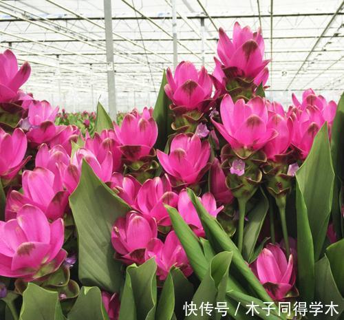 夏天种下4种花,漂亮好养不怕晒,越晒太阳花越多,绽放层叠群花