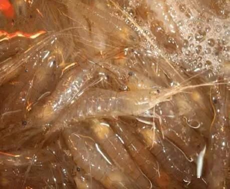 海鲜|渔民整理的海鲜大全,以后再也不怕不认识海鲜了