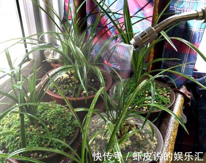 给兰花喷雾化水，掌握3个要点，叶片油绿，不用担心烂叶掉花苞