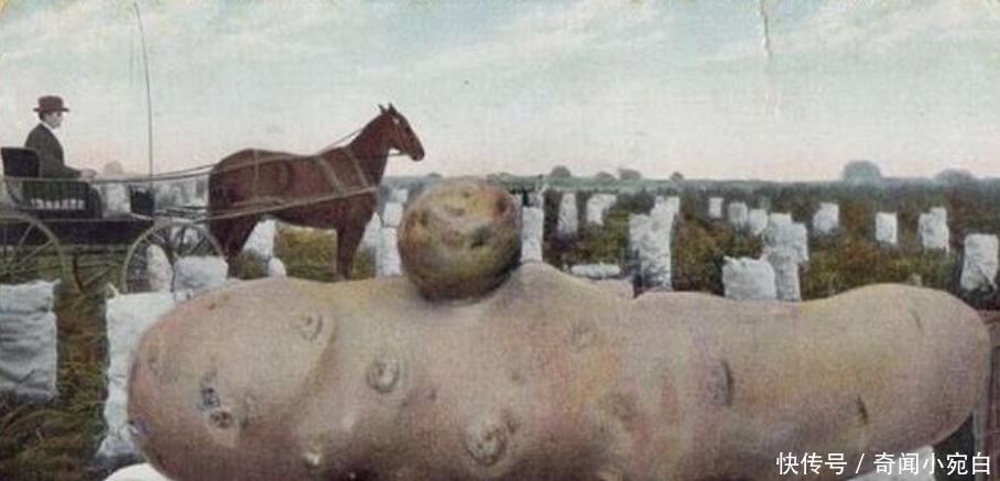 鸡比牛大|百年前美国“浮夸风”的照片：一列火车运一颗土豆，图5鸡比牛大