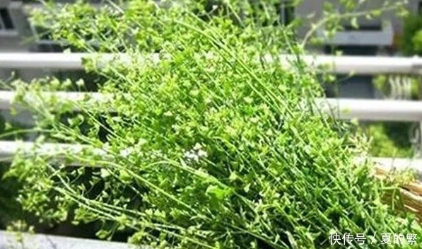 农村地里这4大野菜，认识三种算你厉害，全部都吃过算我输！