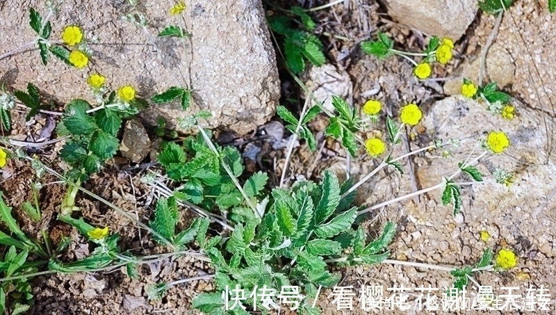 灰白色|根似人参却不是“参”,长在农村过去常忽视,如今20元一斤