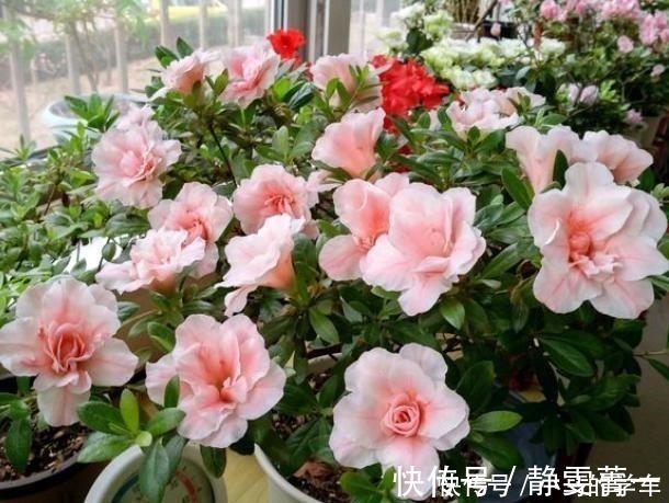 浇水|养花浇水是“功夫”,记住1个“原则”,永远浇不死,越长越旺!