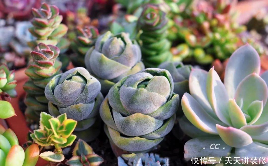 一个盆种了9种花,老妈非说养不好,差点被拔光