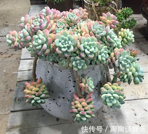 6种多肉，夏天要多操心，不然再美，也得“度夏死”