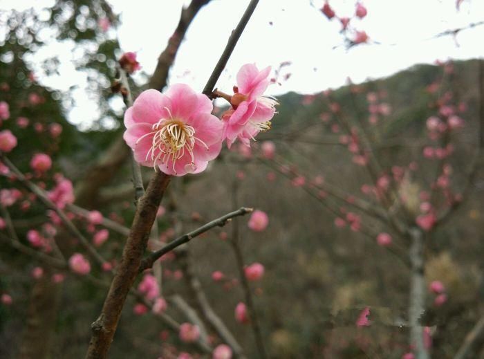 宁波第一梅园盛开！30多种梅花盛放，初春赏梅首选之地！