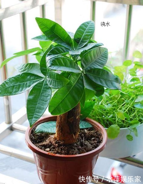 黄叶|养发财树做好这三点,不黄叶、不烂根,枝繁叶茂,不断窜新芽
