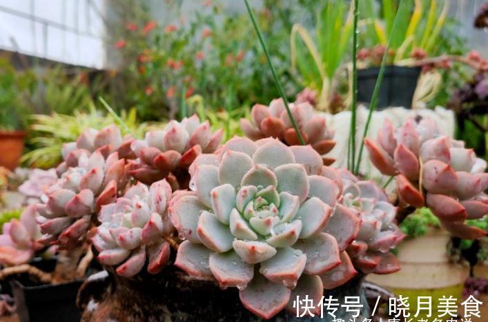 多肉红粉佳人看似普通,但我们要养出自信,因为它的老桩真的很美