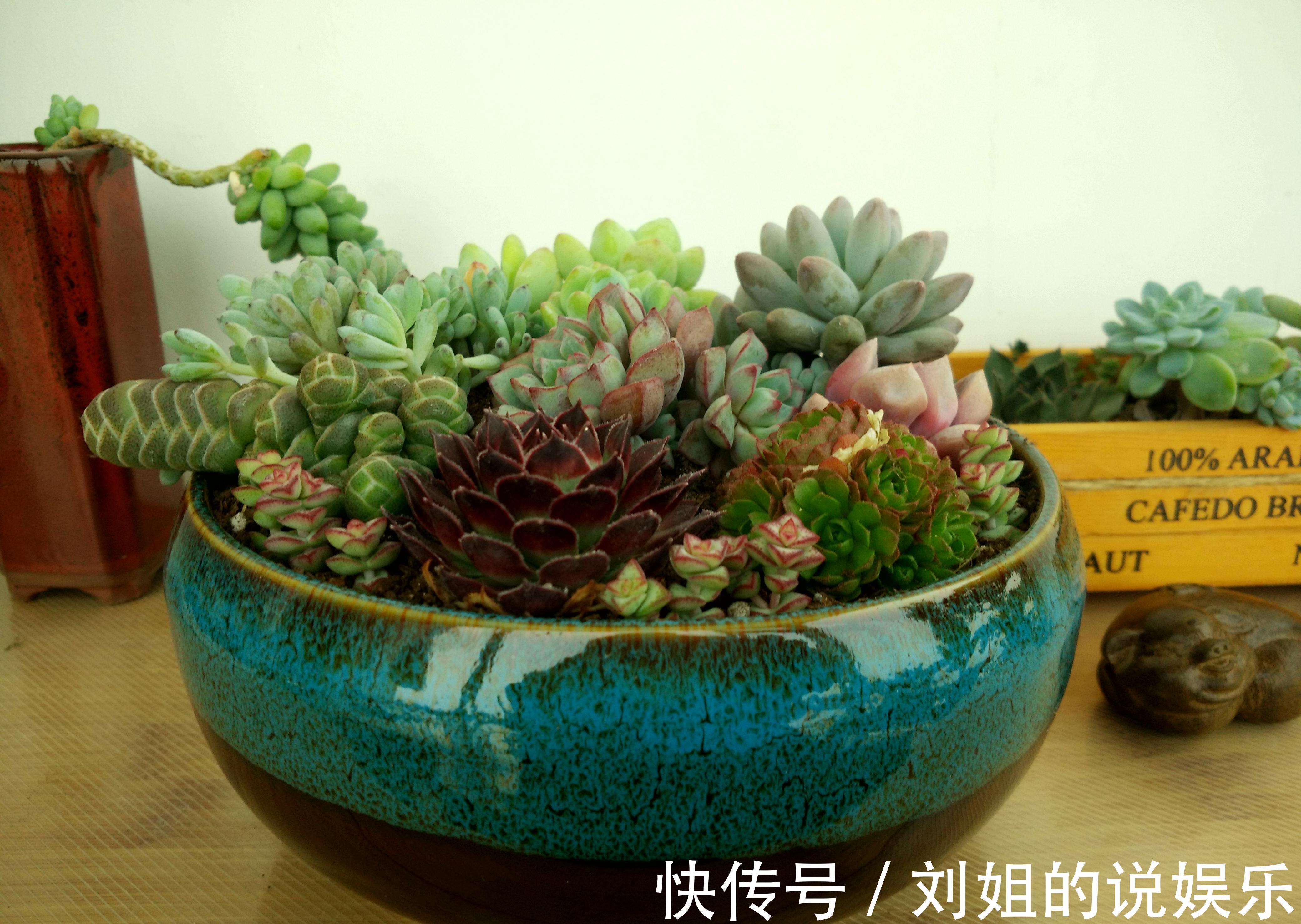 怎样让您的多肉尽快度过危险的服盆期