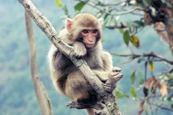 申猴|十猴九不全，揭秘1968年“申猴”的终身寿命，52岁后什么命