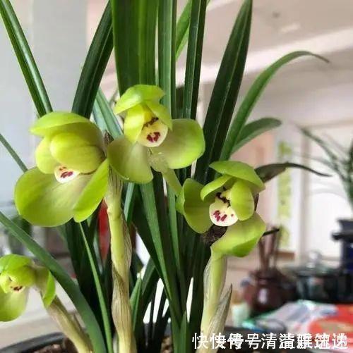 旧筷子养花真不错,直接插在花盆里,这次浇水心里有数了