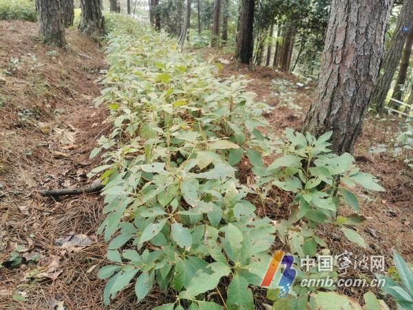 六年来宁波林场培育华顶杜鹃种苗2万多株