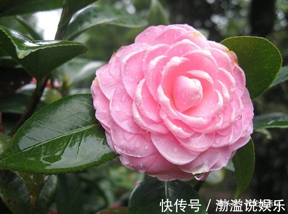 茶花|生长慢的茶花,剪剪后换换土,新芽萌发枝叶茂密,来年花量翻倍!