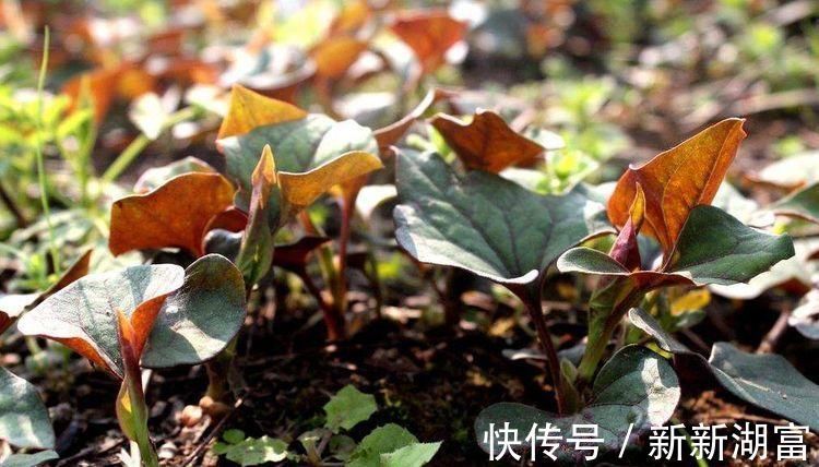 长寿|人到中年想长寿,要经常吃3种食物,补充营养,延缓衰老!