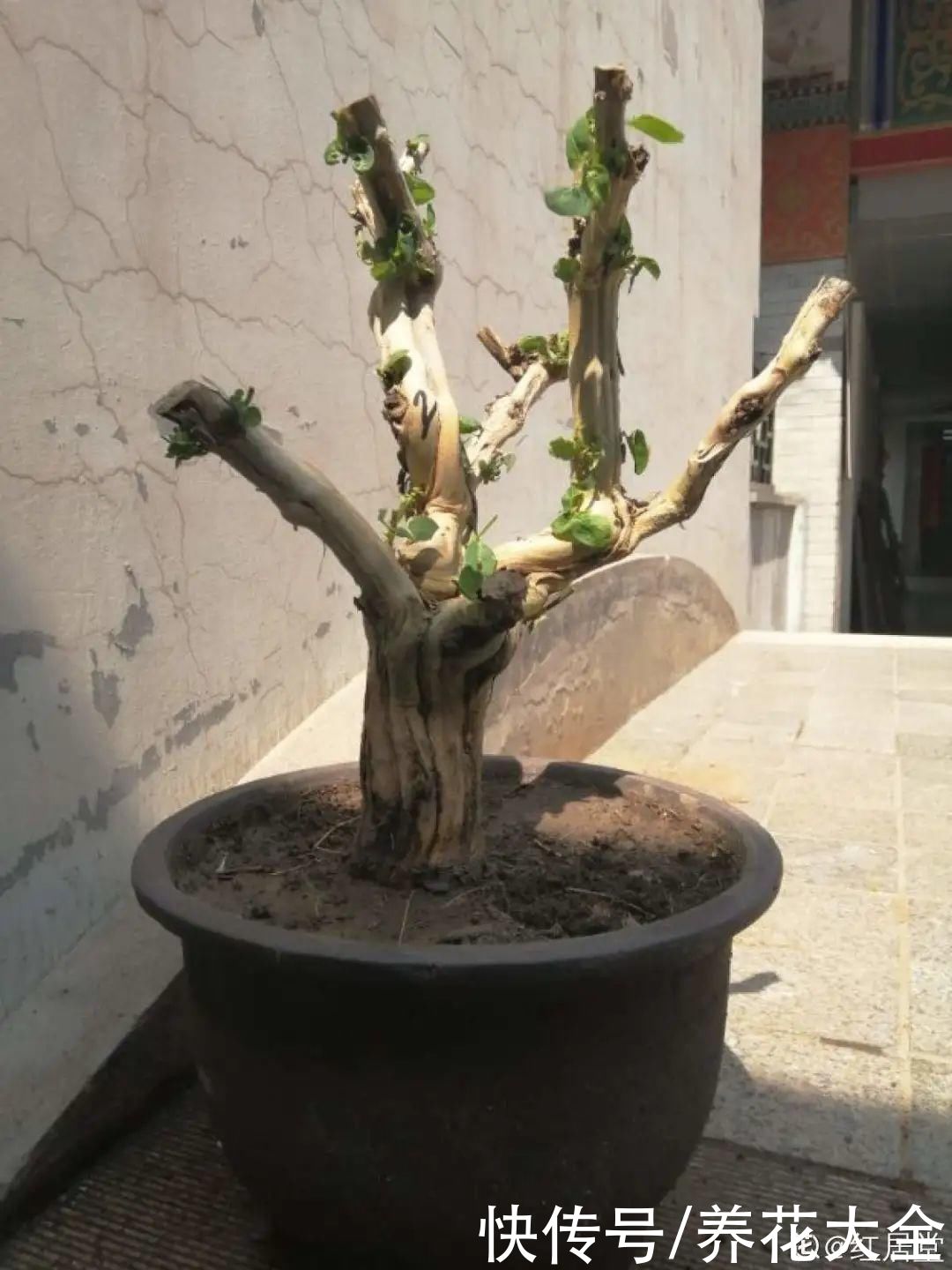 带花芽的枝条不能修剪，未来全是花苞，一剪就亏了