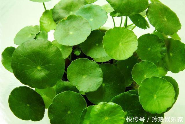 养护|这4种花,“大胆”浇水长得更好,水越多根越旺,开花你就赚了!