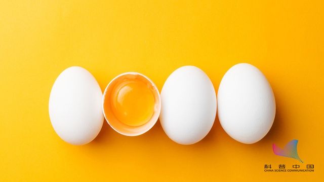 母鸡|这样的鸡蛋是"激素鸡蛋"?网传鉴别方法可靠吗?