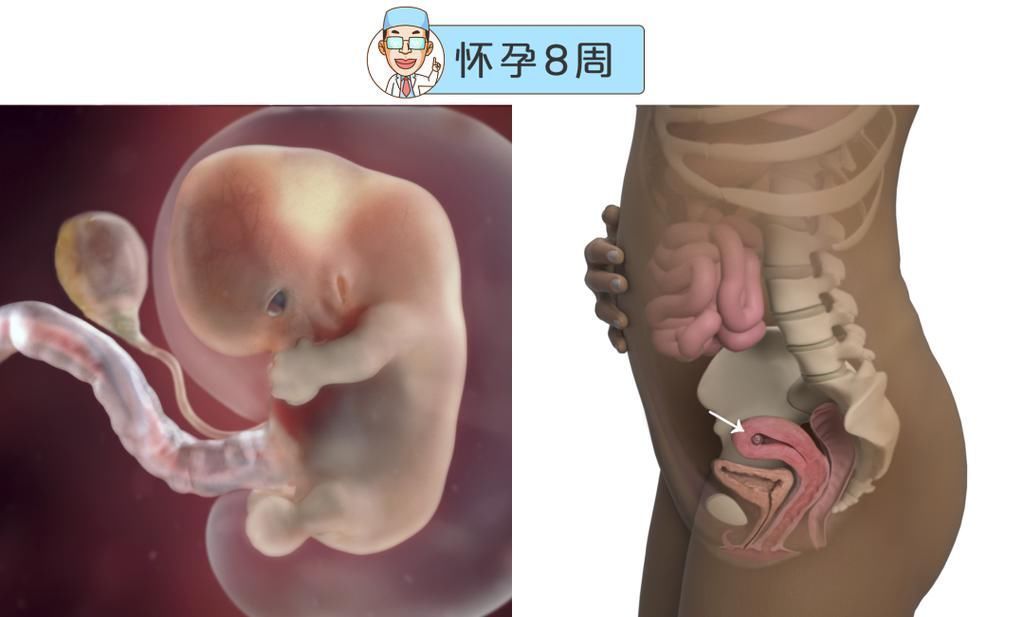 婴儿|最全的怀孕周期图鉴,感受从受精卵到婴儿的神奇变化!