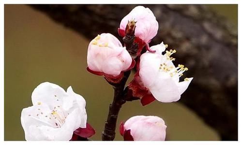 星座|4天后,思念成疾,情难自控,旧情复燃,纠纠缠缠期待复合的星座