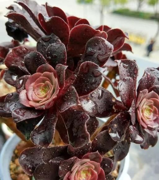 “大法师”容易掉叶、不生长，教你“3招秘诀”，再也不担心了