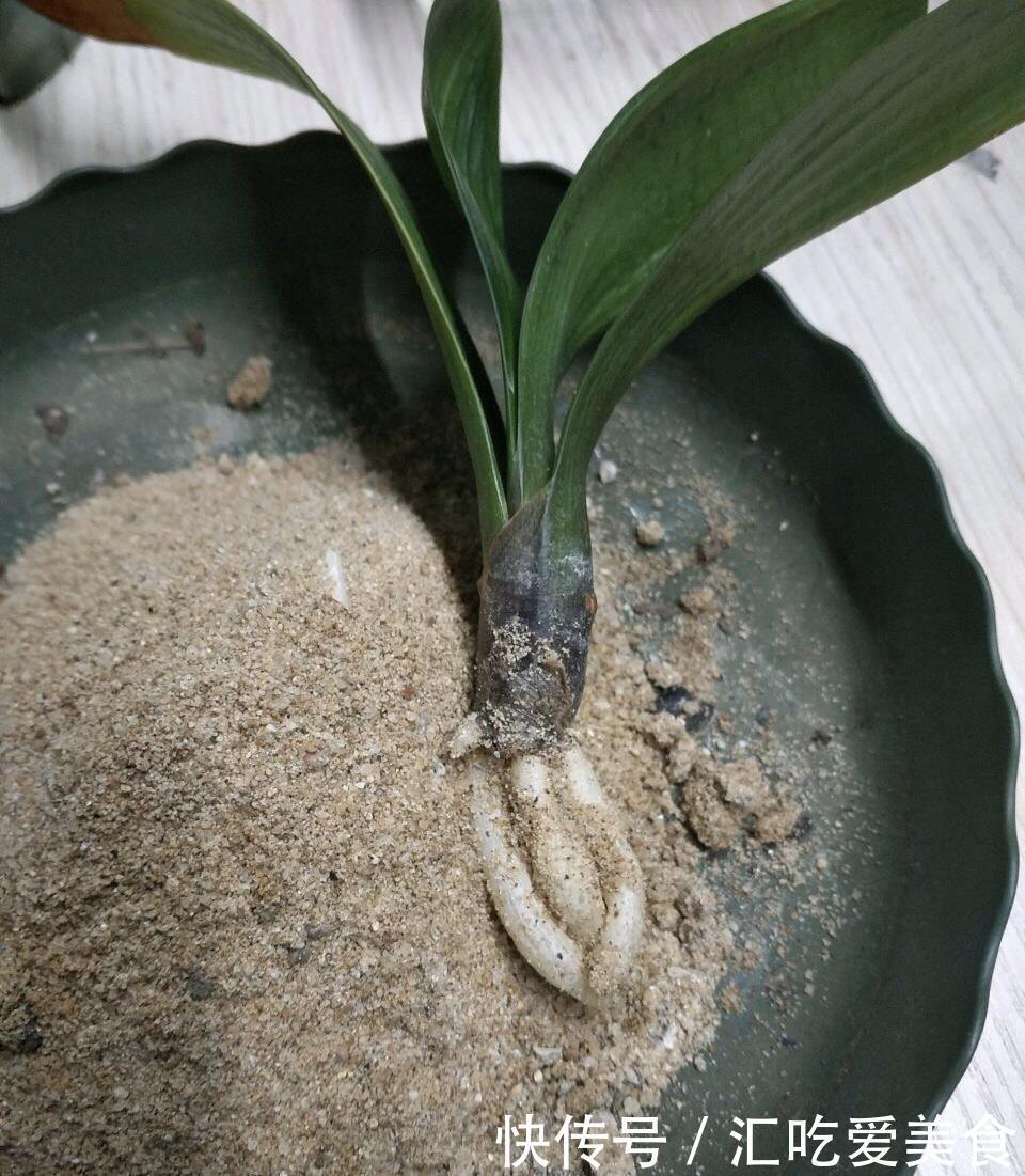 给裸根君子兰“催根”,教你3个方法,养40天冒出“大粗根”