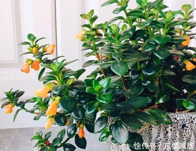 有钱人|家里这种花是“镇宅旺财”,有钱人都这么养,看看你家有没有