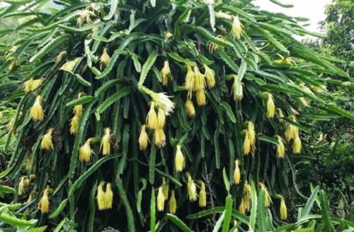 立秋时节|立秋时节,女性常吃三种食物,补血益气、滋润去燥