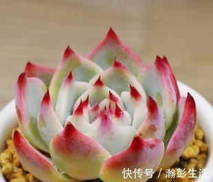 积水|这种多肉超耐旱，一个月不浇水，反而胖成肉墩子