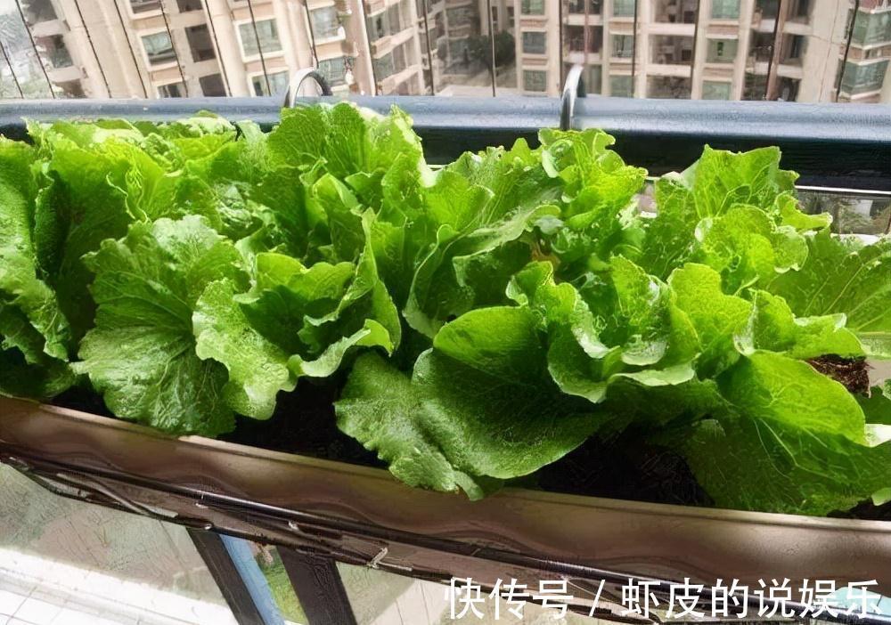 阳台上|家庭种菜,选择这4种,长势旺盛、生机勃勃、硕果累累