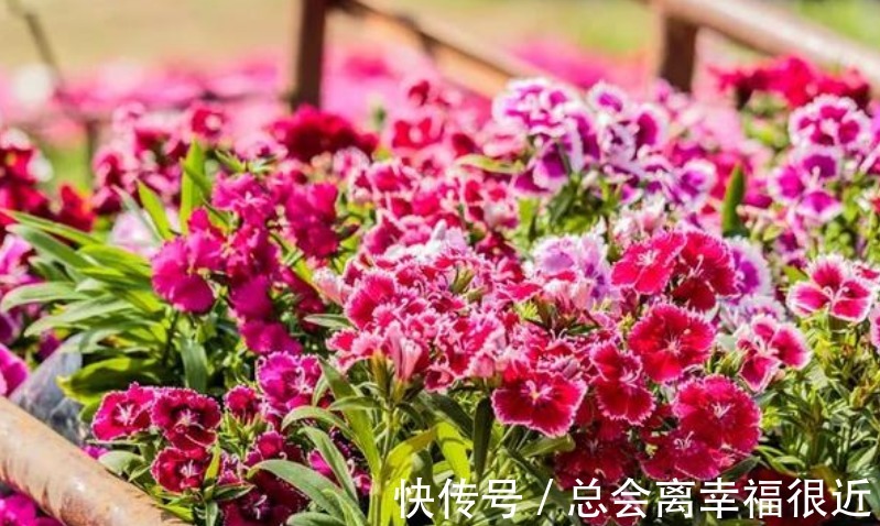 “4种花”养家里，全年开花不断，阳台变成“小花园”！