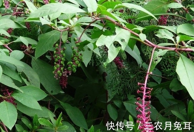 农民朋友|农村一种外来“野草”，它的根酷似人参，城里人想买都难买到