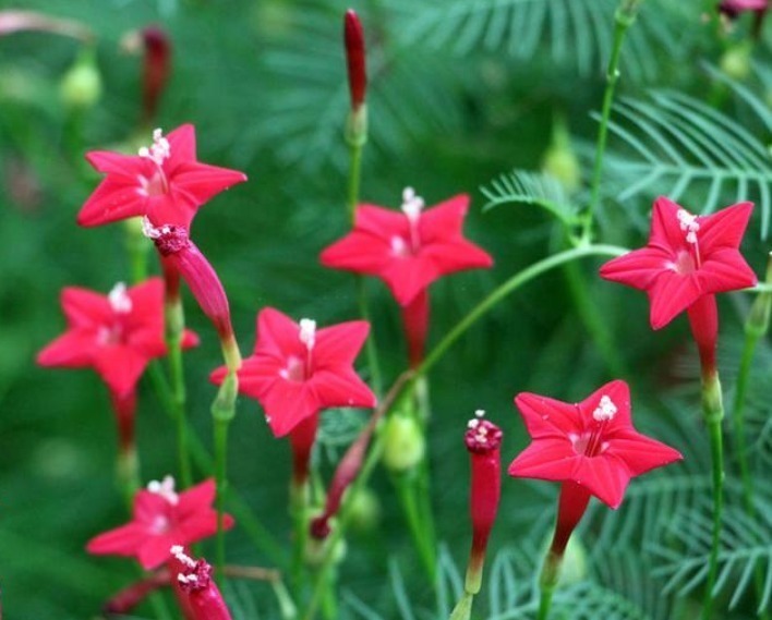 “4种花”美的出奇,不仅花好看,名字也好听,尤其第2种!