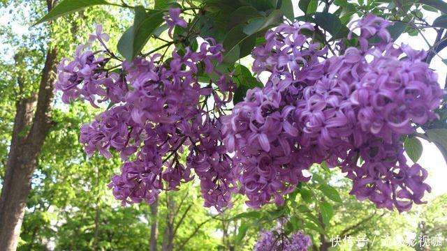 花香|比”香水“还香的4种花,没有香水那般浓郁,散发出一种“清香”
