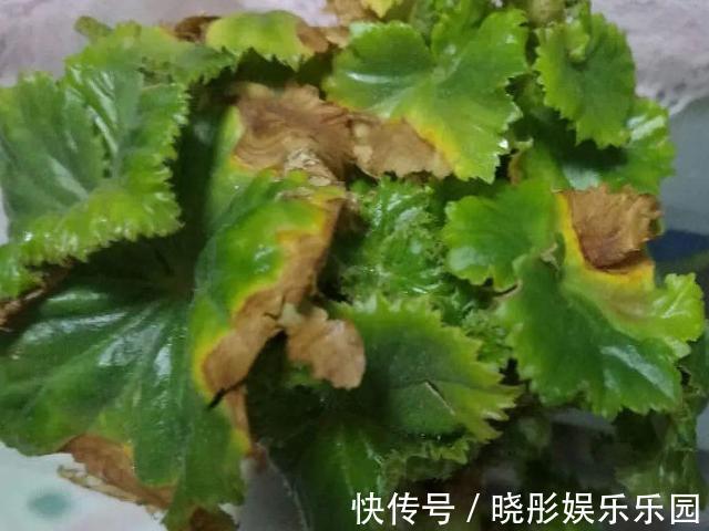 最怕晒的10种花,赶快搬进屋,否则会死掉