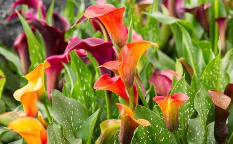 拦不住|5种花是爆盆能手,开起花来拦不住,漂亮极了