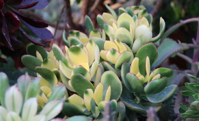 行为|养多肉5个“行为”要避免,否则会悄悄“毁掉”你的多肉